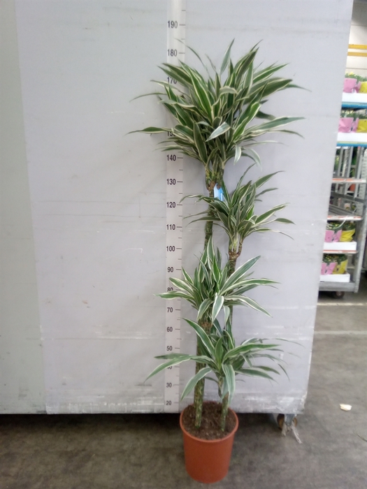 <h4>Dracaena fr de 'White Stripe'</h4>