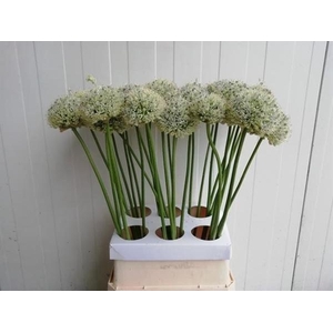 ALLIUM MOUNT EVEREST