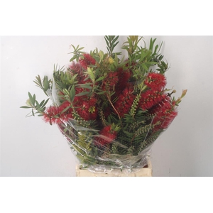 Callistemon Per Bunch