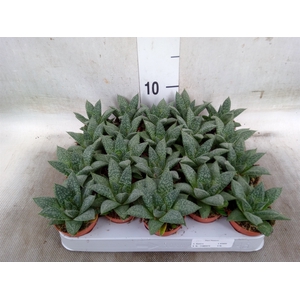 Gasteria