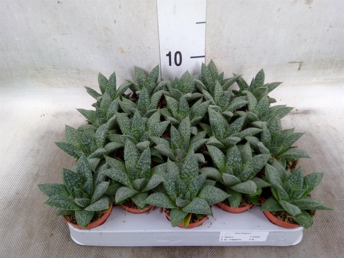 <h4>Gasteria</h4>