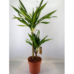 Dracaena frag. 'Riki'