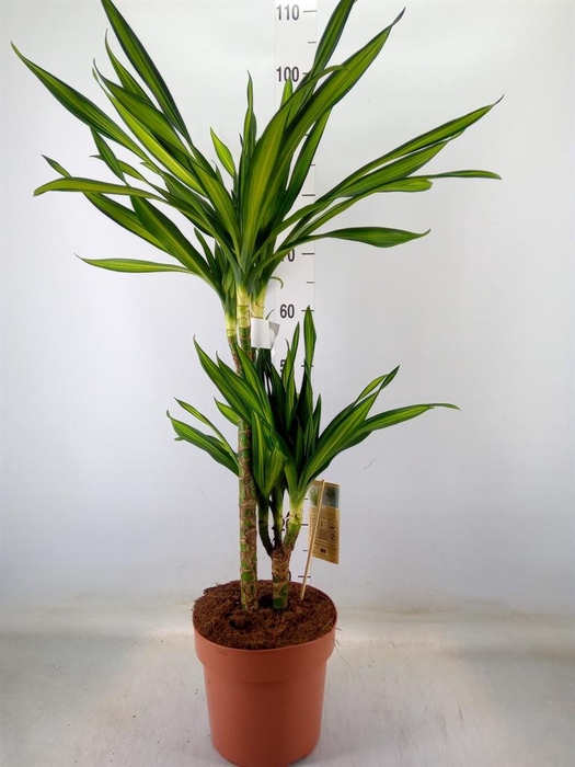 <h4>Dracaena frag. 'Riki'</h4>