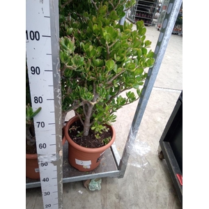 Crassula ovata 'Hobbit'