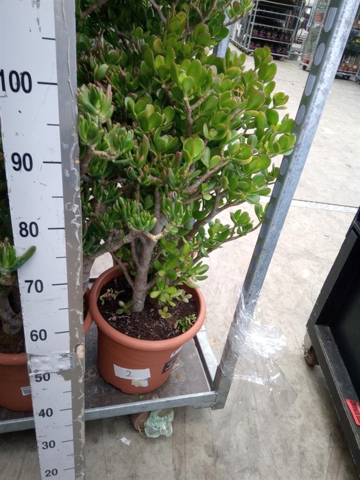 <h4>Crassula ovata 'Hobbit'</h4>