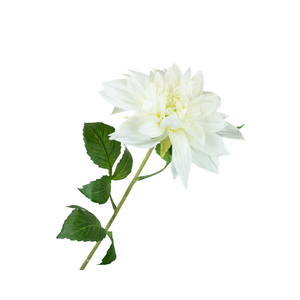Dahlia White FL440042WHI