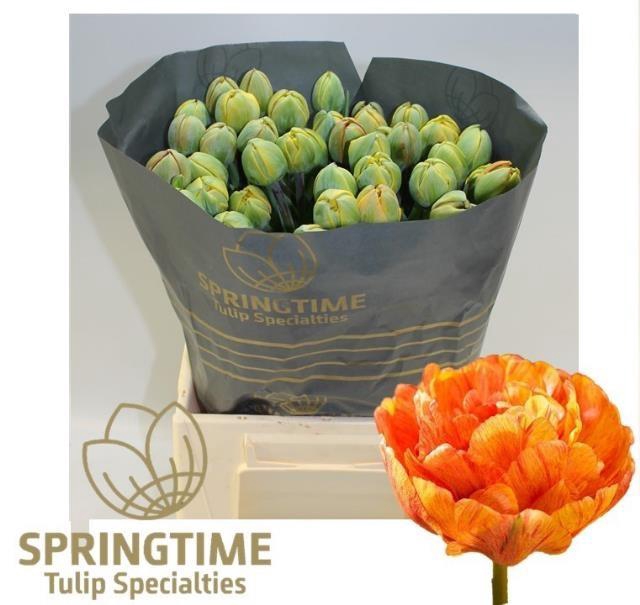 <h4>TU DU SUN LOVER</h4>