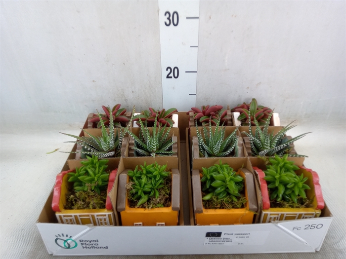 <h4>Planten  ..in schaal L%</h4>
