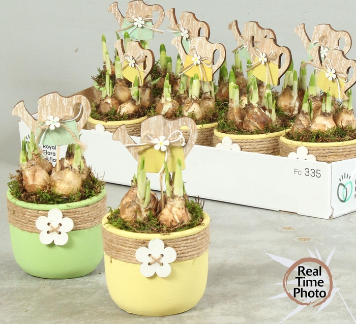 <h4>ARR NARCISSUS</h4>