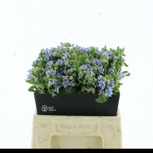 OXY CO TAN PURE BLU