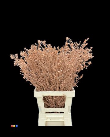 Waxflower Terracotta