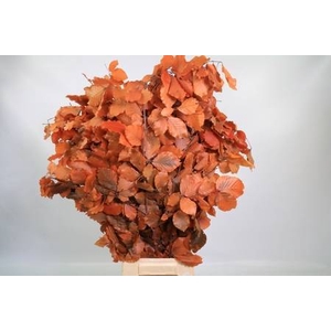 Faggio Preserved Orange (beech,beuk)