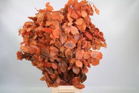 Faggio Preserved Orange (beech,beuk)