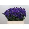 Limonium Navy Sun Birds