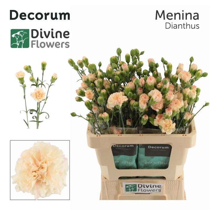 <h4>Di Tr Menina Divine</h4>
