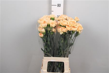 <h4>Di St Ov L. Orange</h4>