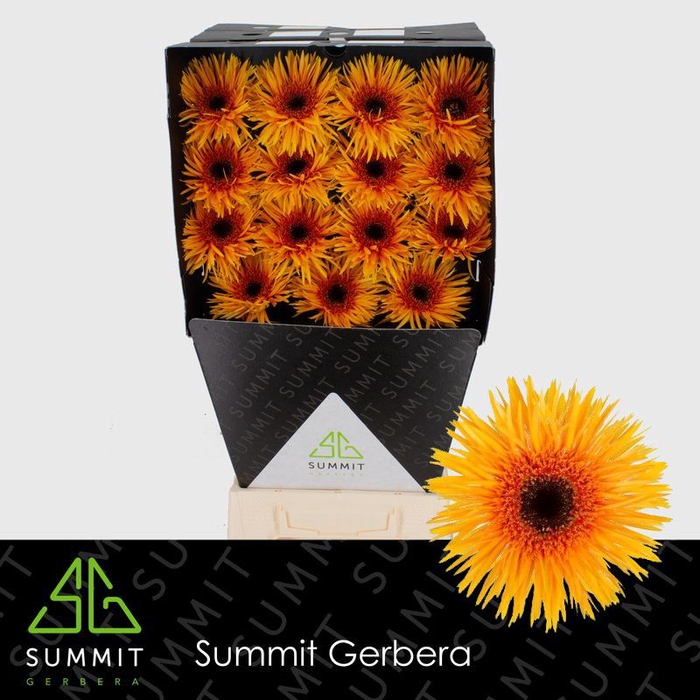 <h4>Gerbera Spider Claudemir Diamond</h4>