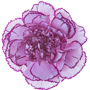 <h4>DIAN.ST. Royal Damascus</h4>