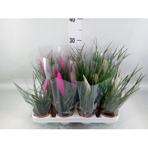 Tillandsia  ...mix