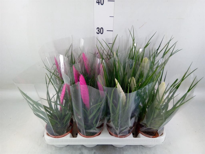 <h4>Tillandsia ...mix</h4>