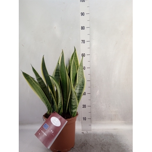 Sansevieria trifa.   ...