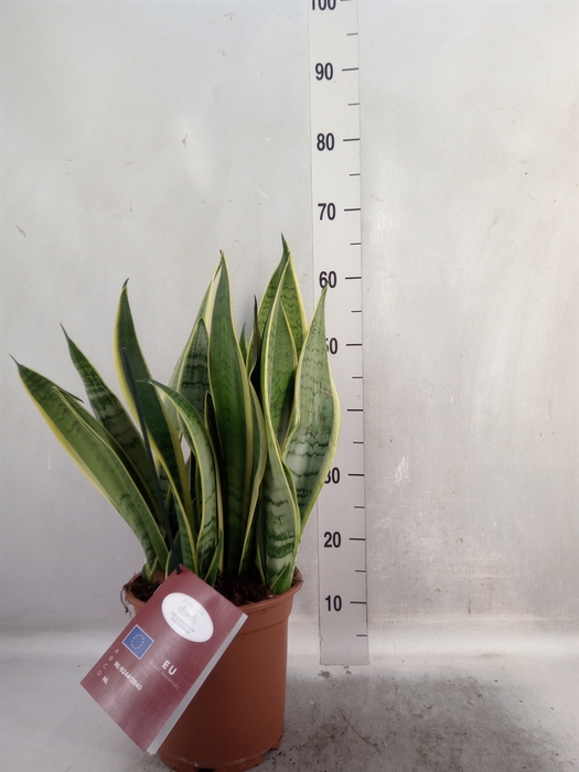 <h4>Sansevieria trifa.   ...</h4>