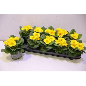 Prim Ac Paradiso Yel