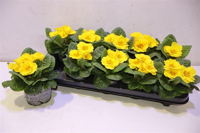 <h4>Prim Ac Paradiso Yel</h4>