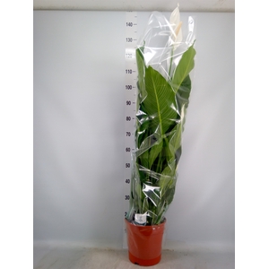 Spathiphyllum  'Sweet Sebastiano'