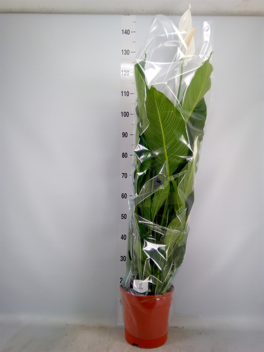 <h4>Spathiphyllum  'Sweet Sebastiano'</h4>