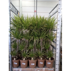 Dracaena marg. 'Sunray'