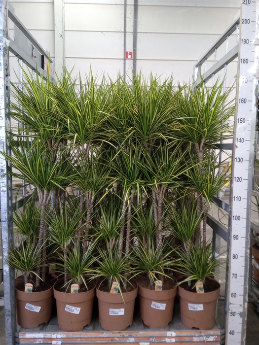 <h4>Dracaena marg. 'Sunray'</h4>
