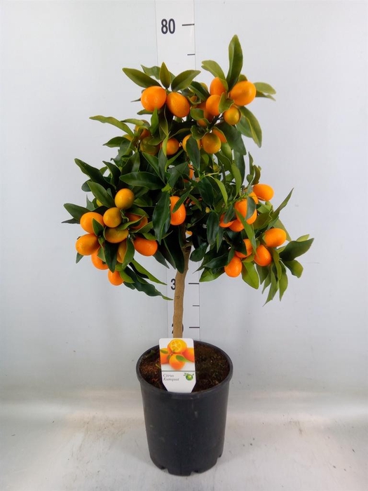 <h4>Citrus   ...</h4>