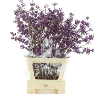 CALLICARPA BOD PROFU