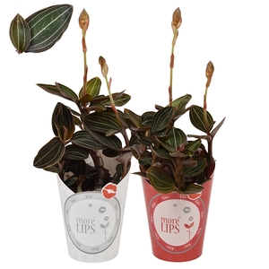 MoreLIPS® Ludisia 9 cm met rode & witte potcover