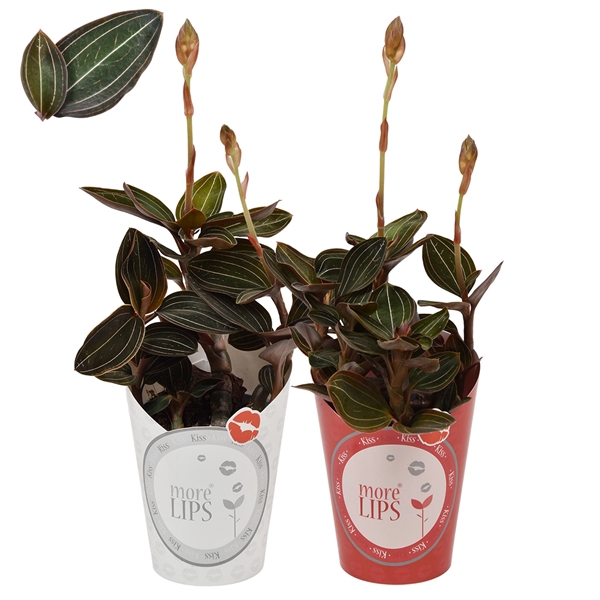 <h4>MoreLIPS® Ludisia 9 cm met rode & witte potcover</h4>