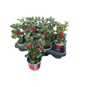 ILEX MES BLUE ANGEL