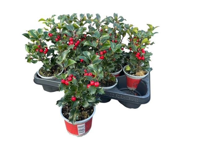 <h4>ILEX MES BLUE ANGEL</h4>