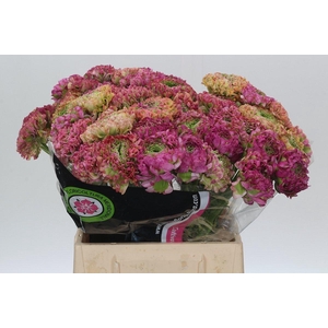 Ranunculus Pon Pon Malva