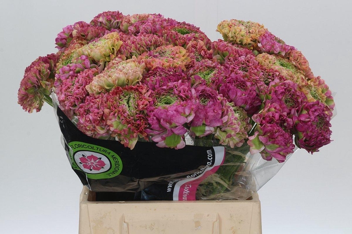 <h4>Ranunculus Pon Pon Malva</h4>