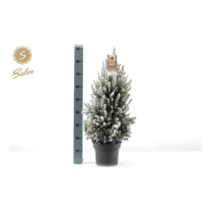PICEA GL DECEMBER