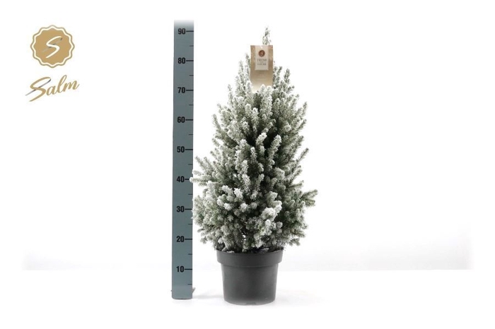 <h4>PICEA GL DECEMBER</h4>