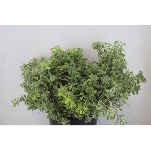 Pitto Nigra 150gr P Bunch