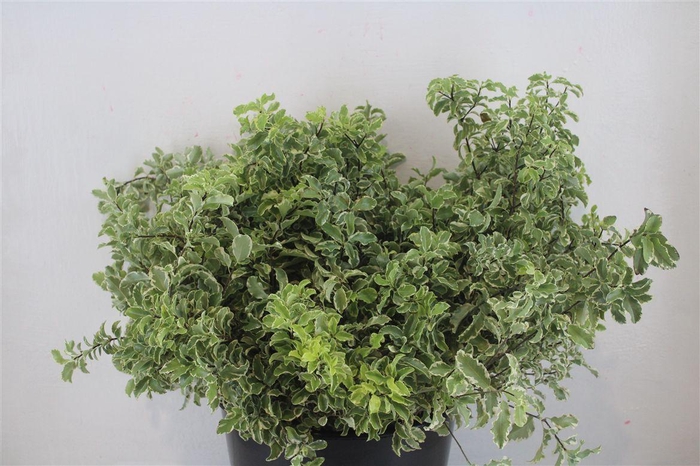 <h4>Pitto Nigra 150gr P Bunch</h4>