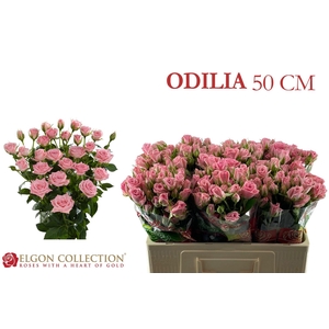 R TR ODILIA