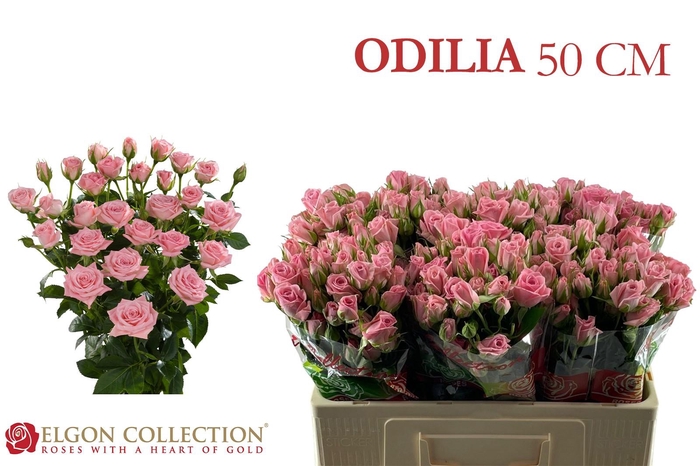 <h4>R TR ODILIA</h4>