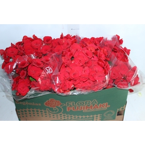 BEGONIA BALADIN P15