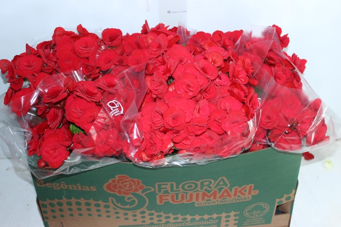 <h4>BEGONIA BALADIN P15</h4>