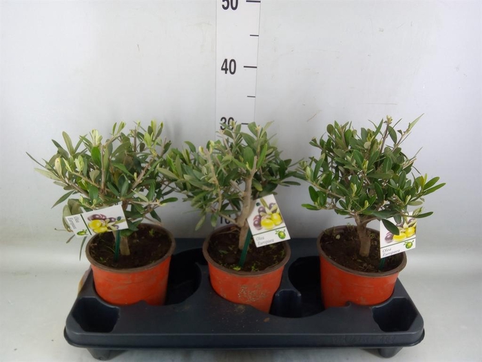 <h4>Olea europaea</h4>