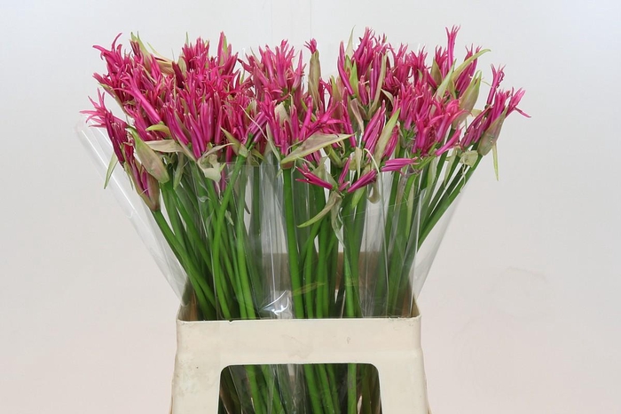 <h4>Nerine Alexandra</h4>